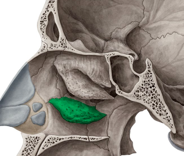 <p>long, curled shelves of bone that project into breathing passages of the nasal cavity</p>