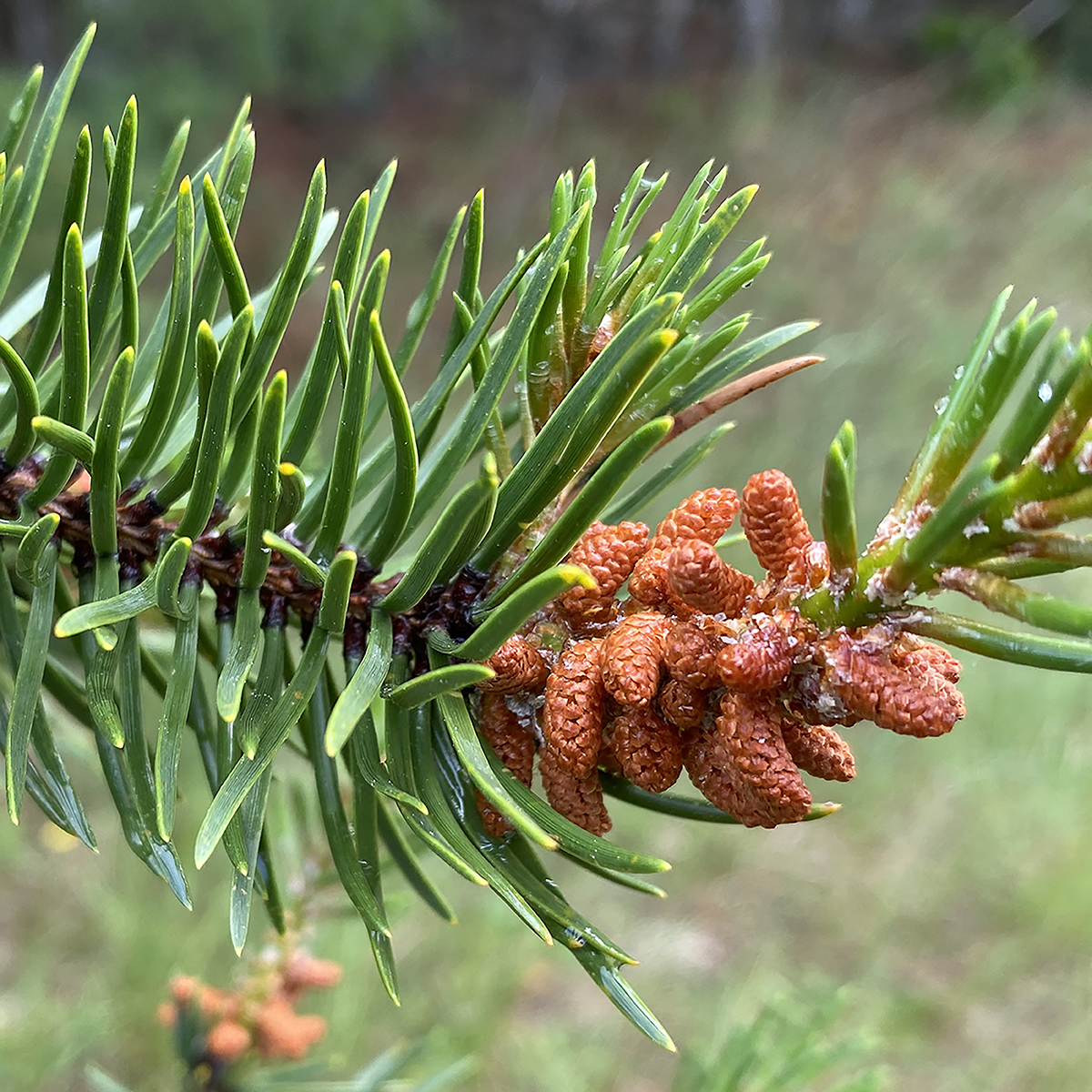 <p><span>Leaves: 2 per fascicle (3 at tip), 3/4-1.5'' long</span><br><span>-Cones: 1.5-2'' long, incurved, persistent, serotinous</span><br><span>-Bark: thin, scaly, irregular ridges when mature</span></p>
