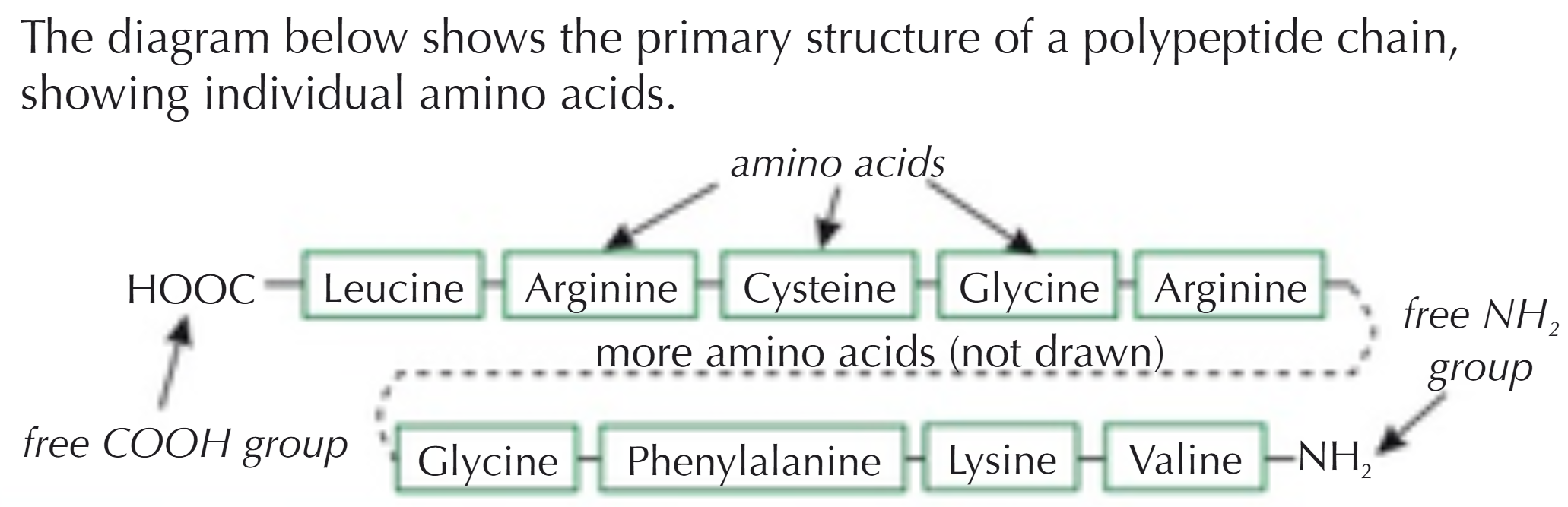 <p>The specific sequence of amino acids in the long chain that makes up the protein (polypeptide chain)</p>