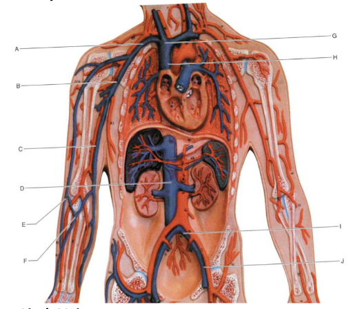 <p>Identify the structure indicated by A</p>