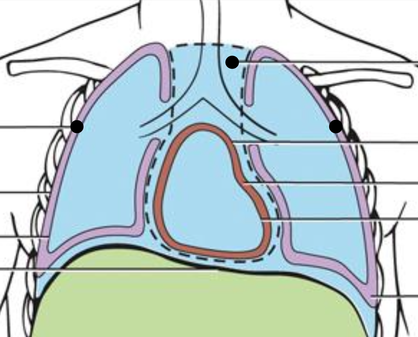 <p><span><span>Thoracic Cavity</span></span></p>