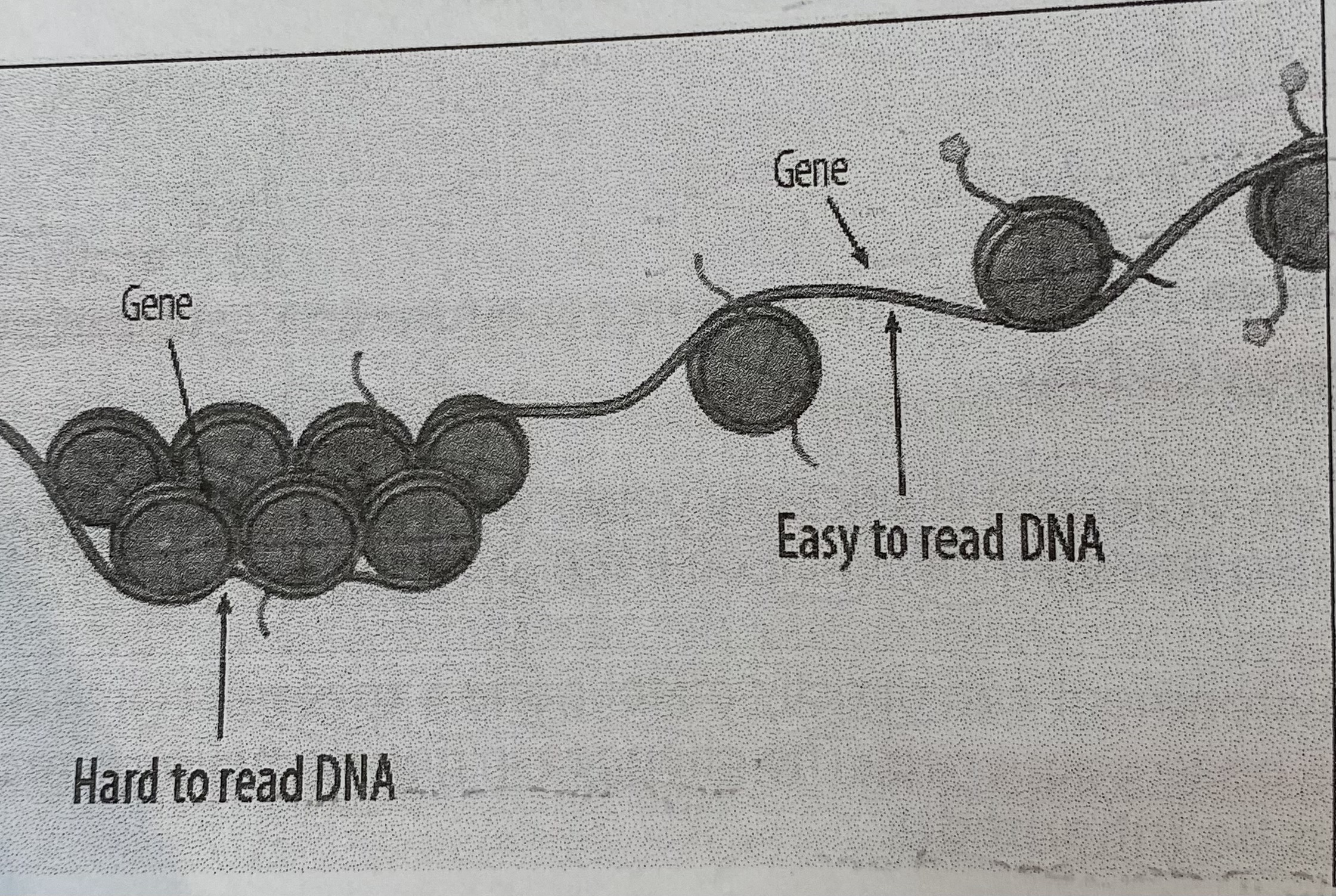 <ul><li><p>Acetyl groups bind to <strong>histone proteins</strong></p></li><li><p>This causes DNA to be <strong>less</strong> tightly wrapped around the histones- <strong>reduces condensation</strong> of chromatin</p></li><li><p>This makes promotor regions accessible </p></li><li><p>Transcriptional factors can bind to promotor regions and initiate transcription</p></li><li><p>Genes are <strong>switched on</strong></p></li></ul><p></p>
