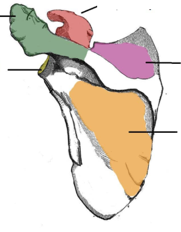 <p>What is the structure in pink called?</p>