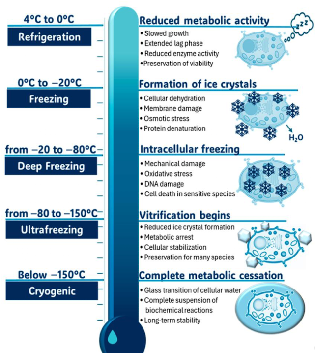 <p><strong>• Denaturation/ flocculation of proteins, leading to reduced metabolic activity due to reduced enzyme activity </strong>→ low growth<strong> or complete metabolic arrest at temperatures > -80ºC </strong></p><p><strong>• Internal/Intracellular ice crystals cause physical damage to cellular structures</strong></p><p>• <strong>Freeze-thaw cycle</strong> causes cell membranes/ walls damage</p><ul><li><p>Leakage of intracellular materials – unbalance/disrupts homeostasis</p></li><li><p>Disrupts cellular transport functions</p></li></ul><p></p>