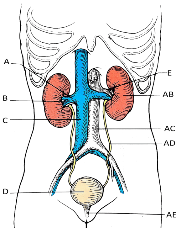 <p>What is the part labeled D?</p>