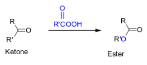 <p><span style="color: rgb(0, 0, 0);">Baeyer-Villiger oxidation: Oxygen insertion occurs between the carbonyl carbon and the larger of the two groups attached to it.</span></p>