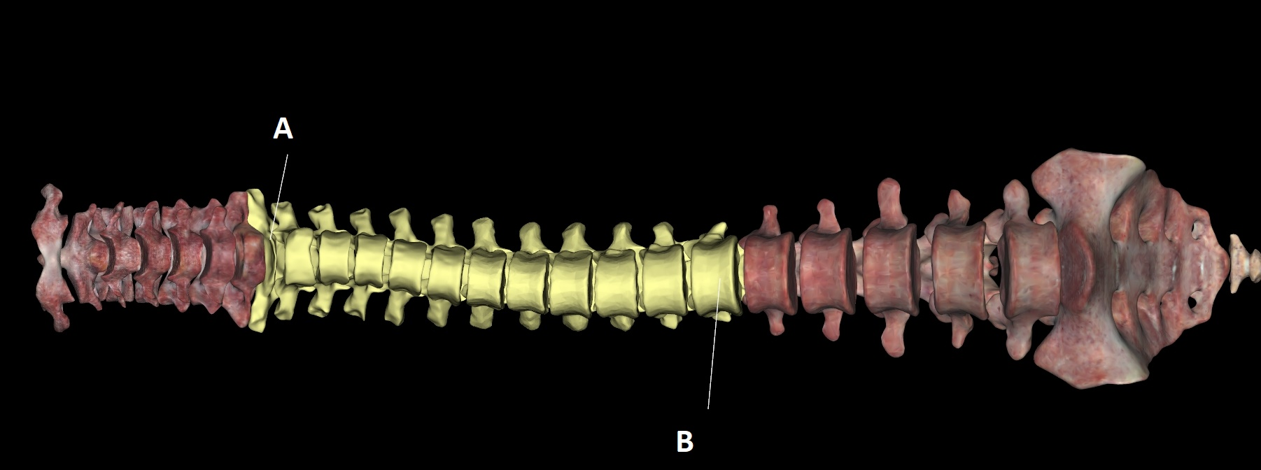 <p>B</p>