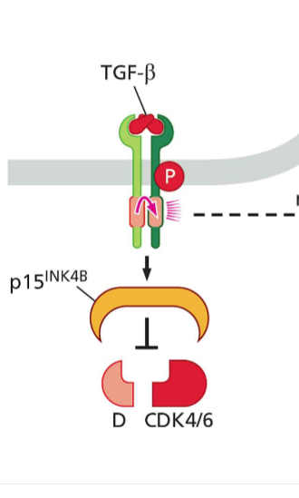 <p>early and mid G1</p>