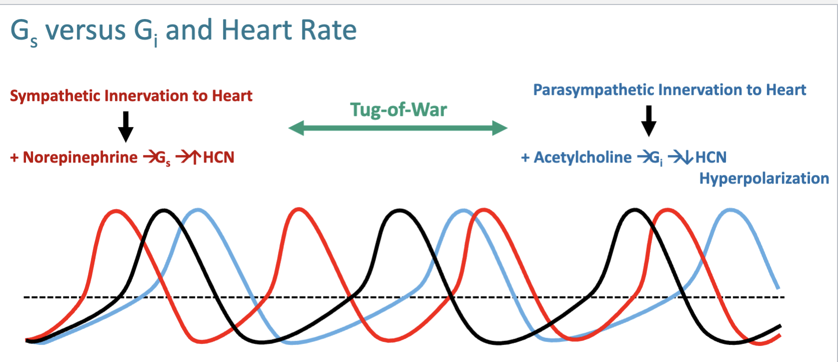<p><strong>Acetylcholine → M₂ receptor → Gi → ↓ cAMP → ↓ HCN activity</strong>, plus activation of <strong>GIRK K⁺ channels</strong>, causing hyperpolarization → slower phase 4 → <strong>↓ heart rate</strong>.</p>