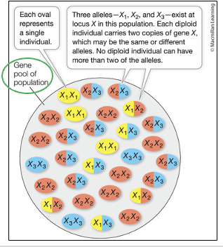 <ul><li><p>Allele, genotype</p></li><li><p>The <strong>Gene Pool’s</strong> Structure</p><ul><li><p>2 Key descriptions:</p><ul><li><p>Allele Frequency</p><ul><li><p>The proportion of individual alleles in a population</p><ul><li><p>Example: Frequency of allele X1 vs. allele X2 in a population</p></li></ul></li></ul></li></ul></li><li><p>Genotype Frequency</p><ul><li><p>The proportion of genotypes (which are composed of multiple alleles)</p><ul><li><p>Example: Frequency of the Genotype X1X2 vs. X1X1 in a population</p></li></ul></li></ul></li></ul></li></ul><p></p>