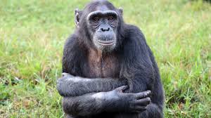 <p>Family: chimpanzees, gorilla, orangutan, human</p>