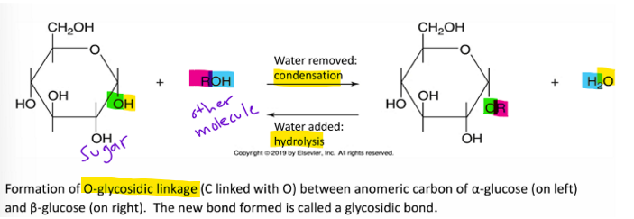 <p>a link that forms between<span><strong> anomeric carbon of one sugar</strong></span> and <span><strong>another molecule</strong></span>, releasing water in the process (condensation)</p>