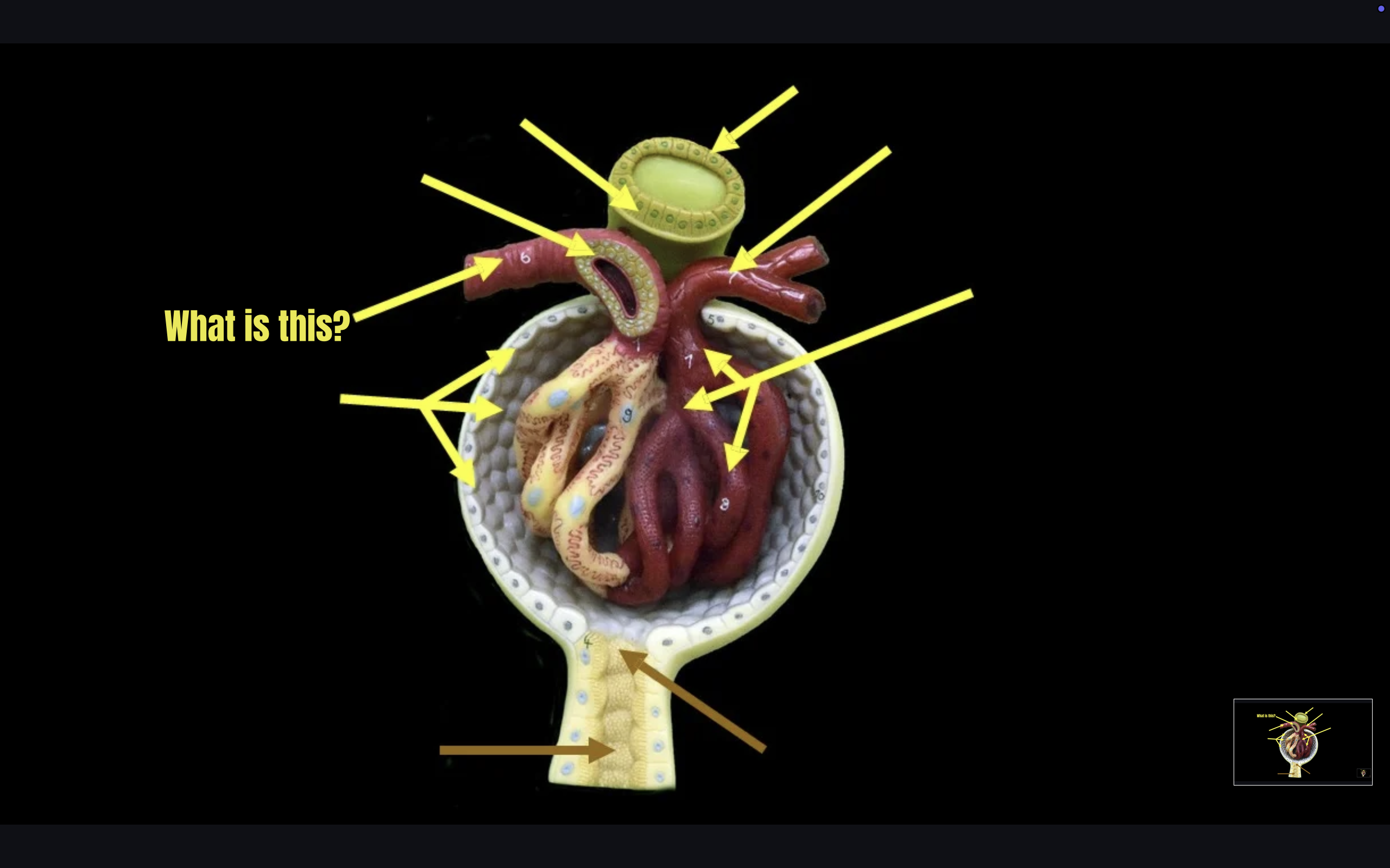 term image