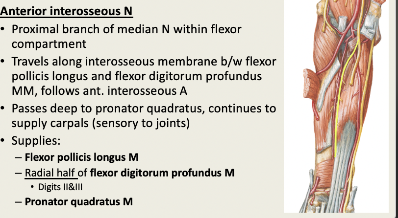<p>Ant Inteross N: Radial N</p><p>Post Inteross N: Ulnar N</p><p></p><p>Ant Inteross A: Ulnar A</p><p>Post Inteross A: Ulnar A</p>