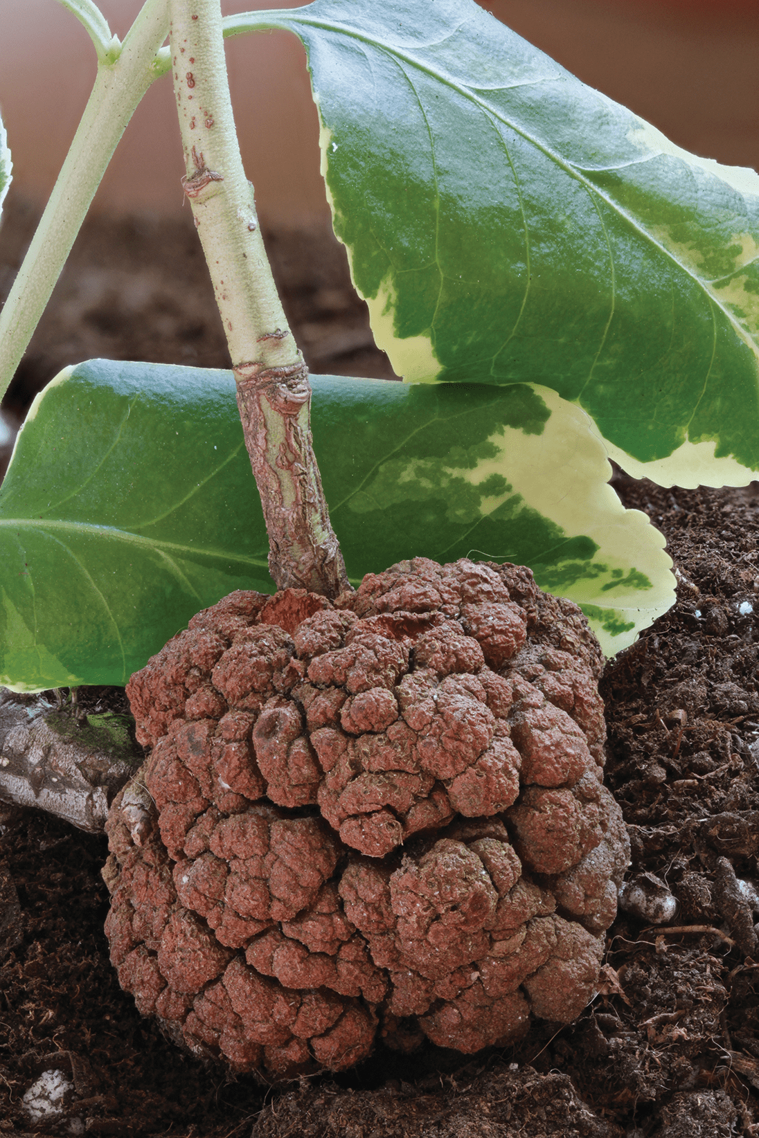 <p>Bacteria that associate with plants.</p><p><mark data-color="yellow" style="background-color: yellow; color: inherit;">Produces plant tumors to gain nutrients, which are often fatal to the plant</mark> → due to their <strong>Ti </strong>(tumor-inducing) <strong>plasmid</strong></p><p>[__] therefore is a <strong>plant pathogen</strong></p>
