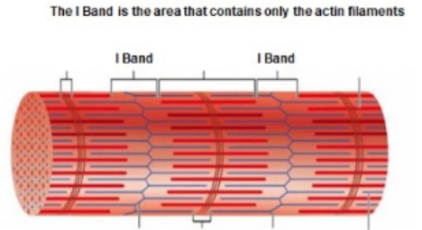 <p>I band</p>