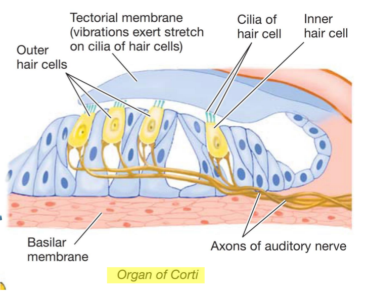 <p>sound amplification </p><ul><li><p>lack causes hearing impairment </p></li></ul><ul><li><p>efferent (top down) change lengths of OHCs to fine-tune cochlea to help discriminate frequencies </p><ul><li><p>hyperpolarize - lengthen - more sensitive </p></li><li><p>depolarize - shorten - less sensitive </p></li></ul></li></ul><p></p>