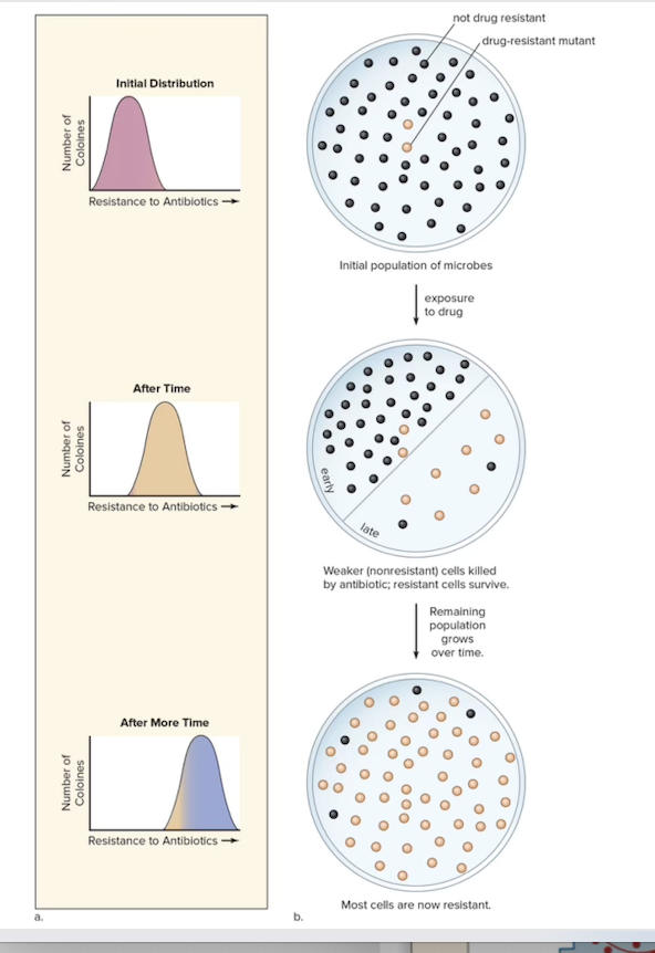 <p>occurs when an extreme phenotype is favored and the distribution curve shifts in that direction </p><ul><li><p>changes average phenotype in a population - can occur when adapting to a changing environment</p><ul><li><p>ie bacteria that becomes resistant to antibiotics to survive </p></li></ul></li></ul><p></p>