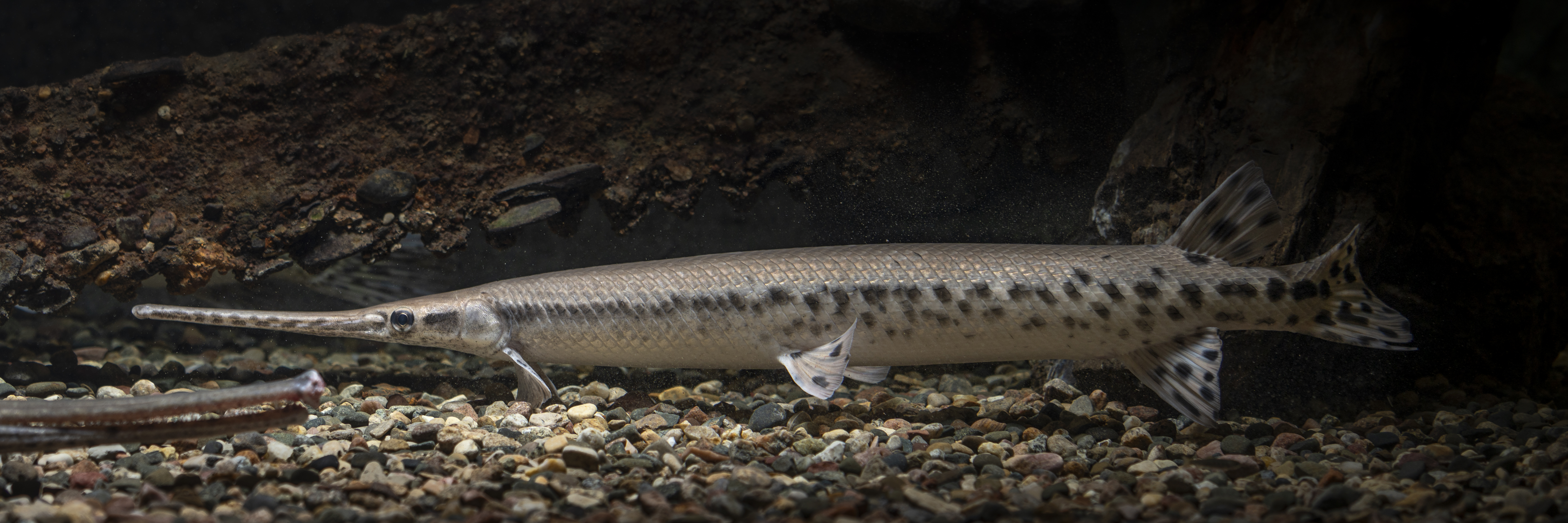 <p>What is the scientific name for Longnose Gar?</p>