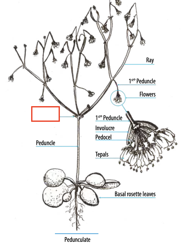 <ul><li><p><span style="font-size: small;"><span>Modified leaves/very small leaf-like growths</span></span></p></li><li><p><span style="font-size: small;"><span>Some encase the flower and then subtend the flower after the flower opens</span></span></p></li><li><p><span style="font-size: small;"><span>all of the ones that subtend the flower = involucre</span></span></p></li></ul><p></p>