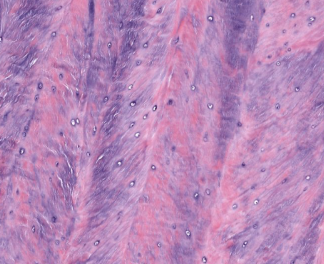 <p>tissue function</p>