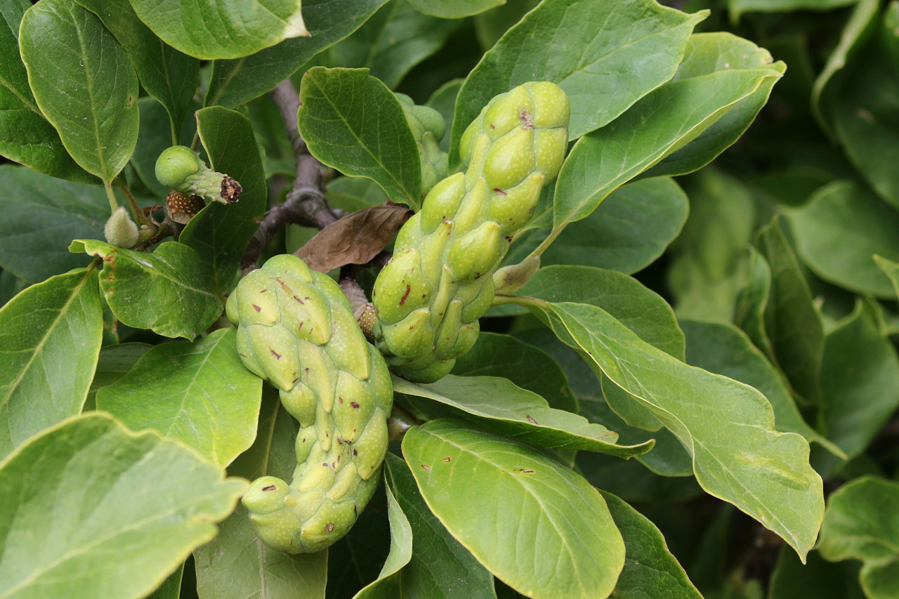 <p>magnolie Soulangeneova</p>