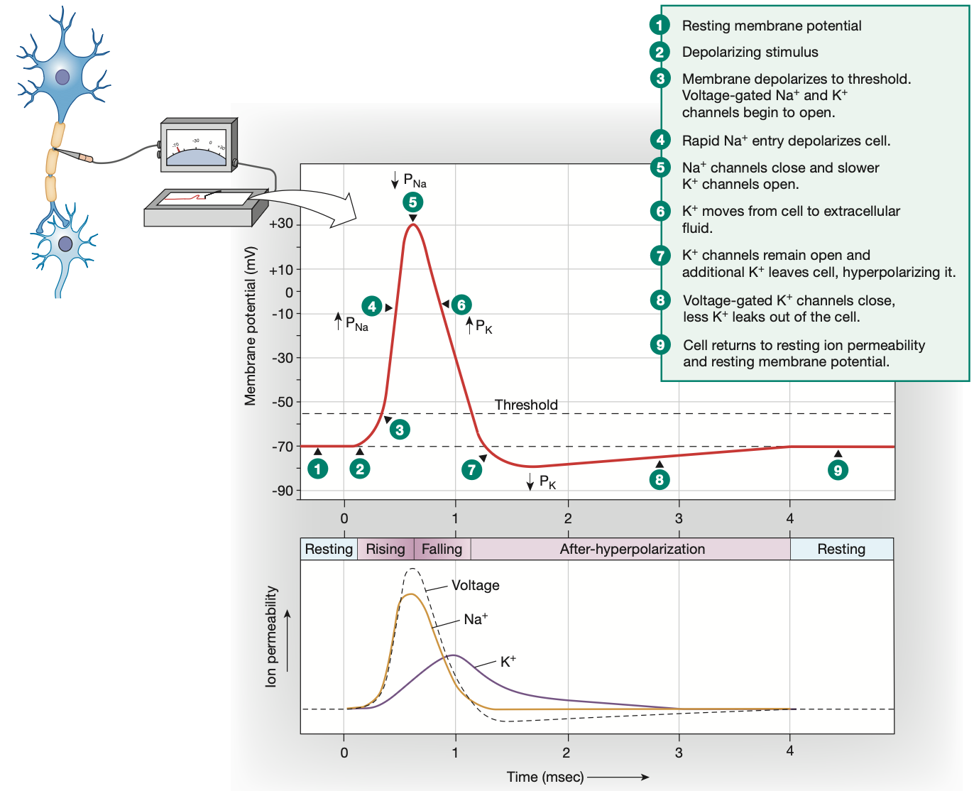 <ol><li><p>Graded potential reaches threshold potential of -55mv</p></li><li><p>All voltage-gated Na+ channels along the axon hillock open <strong>quickly, </strong>voltage-gated K+ channels start opening <strong>slower</strong></p></li><li><p>Na+ rushes in</p></li><li><p>Membrane potential becomes extremely positive (+30mv)</p></li></ol><p></p>
