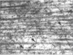 <p>Identify the specific structure</p>