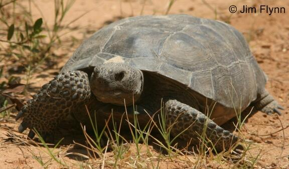 <p>Gopher Tortoise</p>