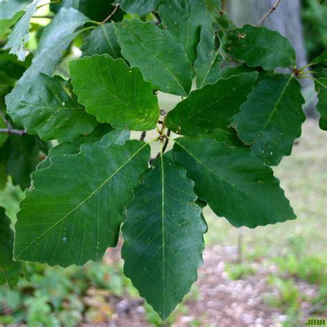 <p>Grey chunky</p><p>bark with thick furrows</p>
