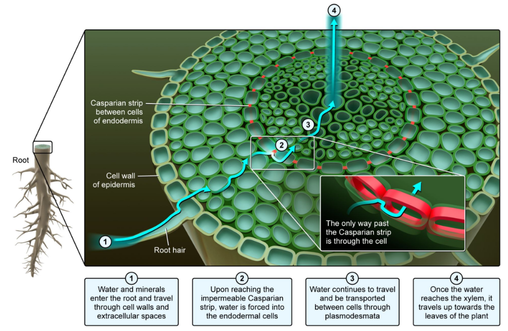 <p><strong>Casparian strip</strong>: </p><ul><li><p>An impenetrable substance in the cell walls of root endodermis</p><ul><li><p>Made of fat and wax</p></li></ul></li><li><p>Water passage from roots to vascular tissue:</p><ul><li><p>Water cannot penetrate the Casparian strip</p></li><li><p>Water is forced out of the cell walls and into the endodermal cell cytoplasm where it is filtered</p></li></ul></li></ul><p></p><p></p>