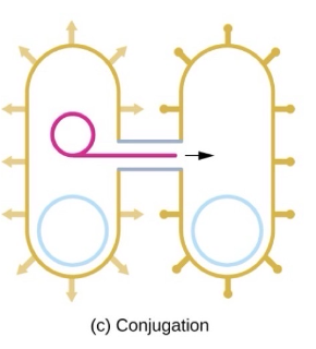 <p>transfer of dna through direct contact using a conjugationpilus</p>
