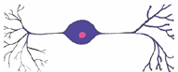 <p>A3: Neurone <strong>Multipolaire</strong> (plrs prolongements): les dendrites émanant du corps cellulaire sont courtes et l’axone est long </p>