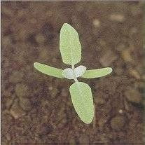 <p>Identify the weed</p>