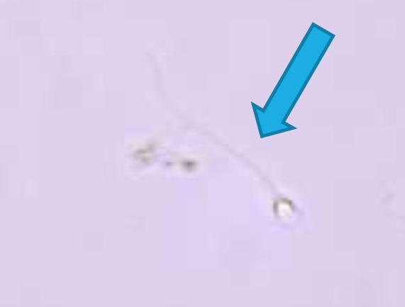 <p>Must see heads and tails to call</p>