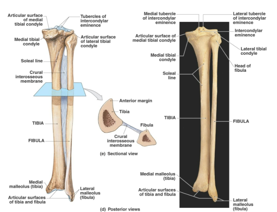 <ol><li><p><strong>Medial condyle of tibia: </strong>Medial portion of the broad proximal tibia that articulates with the femur</p></li><li><p><strong>Lateral condyle of tibia:</strong> Lateral portion of the broad proximal tibia that articulates with the femur</p></li><li><p><strong>Intercondylar eminence: </strong>Irregular projection separating the tibial condyles</p></li><li><p><strong>Tibial tuberosity: </strong>Anterior tibial projection serving as an <strong>attachment site for the patellar ligament</strong></p></li><li><p><strong>Anterior border of tibia: </strong>Sharp subcutaneous anterior ridge of the tibial shaft</p></li><li><p><strong>Medial malleolus: </strong>Distal tibial projection forming the medial bulge of the ankle. <strong>articulates with the TALUS </strong>of foot</p></li><li><p><strong>Distal articular surface of tibia: </strong>Flat distal surface that <strong>articulates with the talus</strong></p></li><li><p><strong>Proximal tibiofibular joint:</strong> Facet joint where the lateral tibial condyle <strong>articulates with the fibula</strong></p></li><li><p><strong>Distal tibiofibular joint: </strong>Joint where the <strong>fibular notch</strong> of the distal tibia <strong>articulates with the fibula</strong></p></li></ol><p></p>