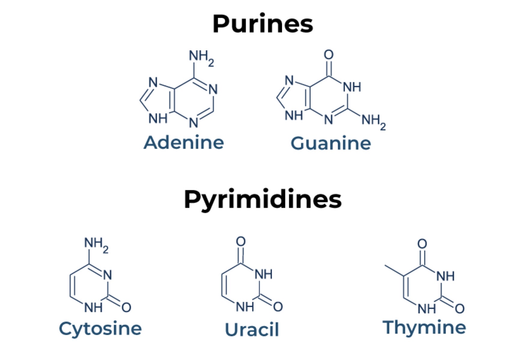 <p>Purine bases: Adenine (A), Guanine (G)</p><p>Pyrimidine bases: Cytosine (C), Thymine (T; only in) , Uracil (U)</p>