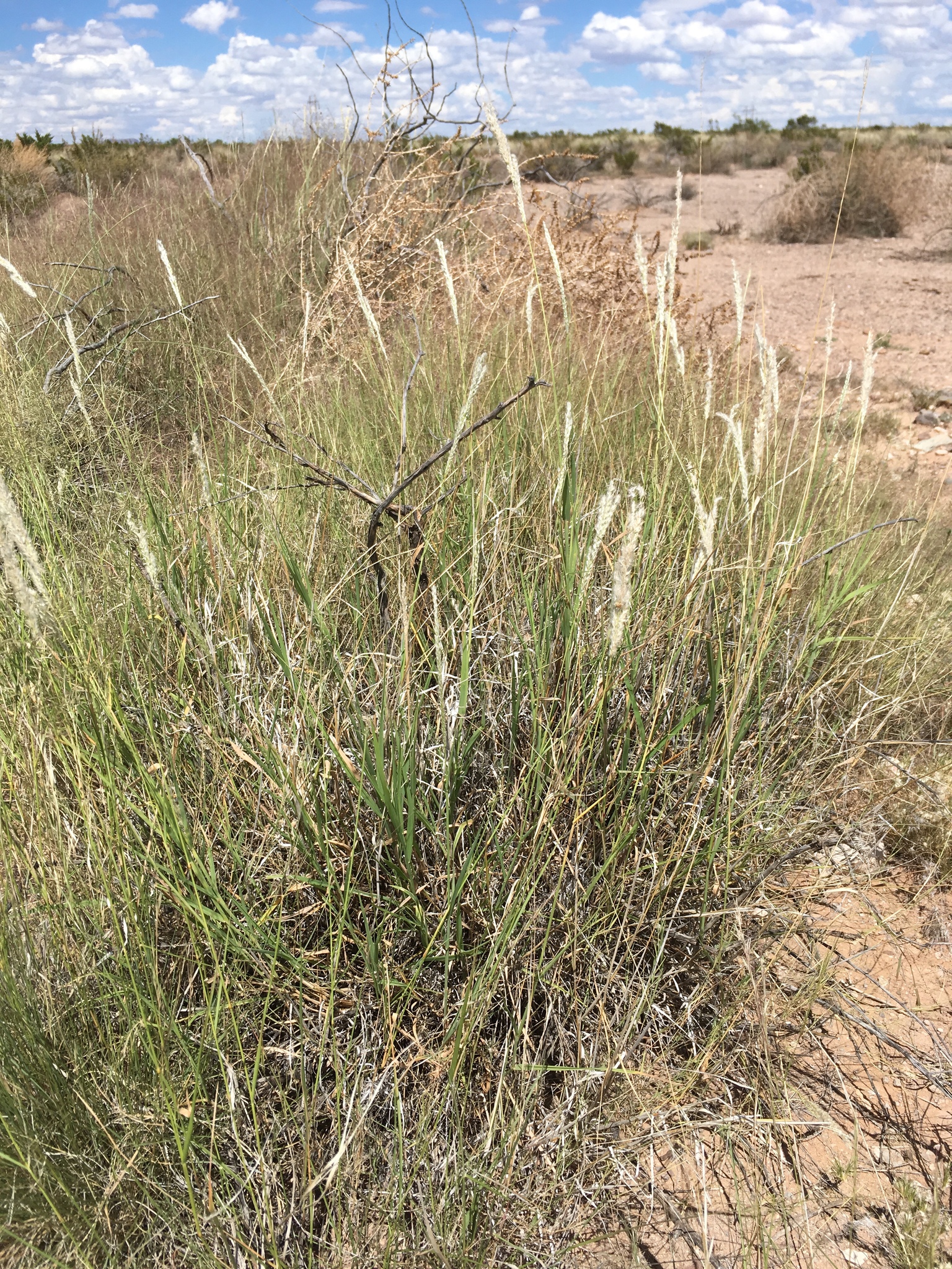 <p>Arizona cottontop (Digitaria californica)</p>