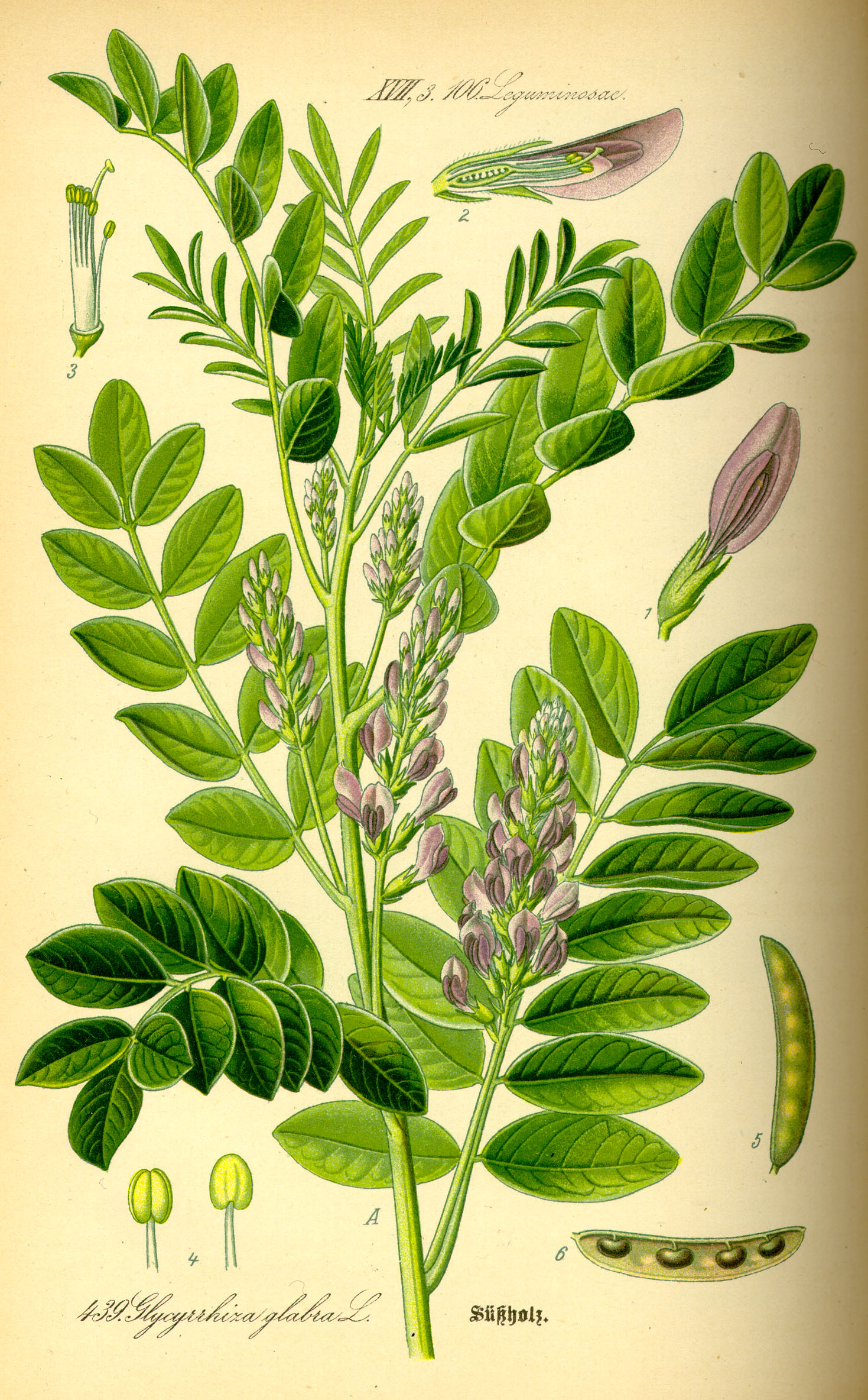 <p>نام علمی : Glycyrrhiza glabra</p><p>نام انگلیسی : Liquorice</p><p>نام سنتی : سوس</p><p>خانواده : Fabaceae</p><p>اندام دارویی : ریزوم های زرد رنگ</p><p>ترکیبات ریزوم : ساپونین ها و فلاونوئیدها</p><p>کاربرد ریزوم : تولید چای، تولید ژل های تاپیکال برای آکنه و اگزما و حساسیت، تولید رب سوس (عصاره غلیظ شیرین بیان)</p><p>کاربرد دارویی : ضد التهاب، برای زخم معده و زخم های گوارشی برای سوزش سردل، رفلاکس اسیدی، برای سرفه و حتی عفونت های باکتریایی، خلط آور (اکسپکتورانت)، اثر مینرالوکورتیکوئیدی مشابه آلدوسترون دفع پتاسیم و احتباس آب و سدیم</p><p>کاربرد صنعتی : معطر کردن تنباکو-شیرین کننده به عنوان روکش قرص ها</p><p>ساپونین فعال موجود در ریشه : گلیسریزین/گلیسریزیک اسید/ گلیسرزینیک اسید</p><p>توصیه ها : برای دوره‌ی طولانی با دوز بالا مصرف نشود- رژیم غذایی پر پتاسیم و مصرف مواد پتاسیم دار مثل موز در کنار مصرف این گیاه باعث کاهش عوارض آن میشود.</p>