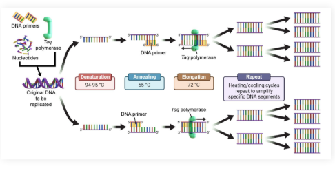 <ul><li><p>An automated process that allows for the creation of 1+ billion of copies of a DNA fragment</p></li></ul><p></p><p><strong>3 Steps:</strong></p><ul><li><p>Denaturation</p></li><li><p>Annealing</p></li><li><p>Elongation</p></li></ul><p></p>