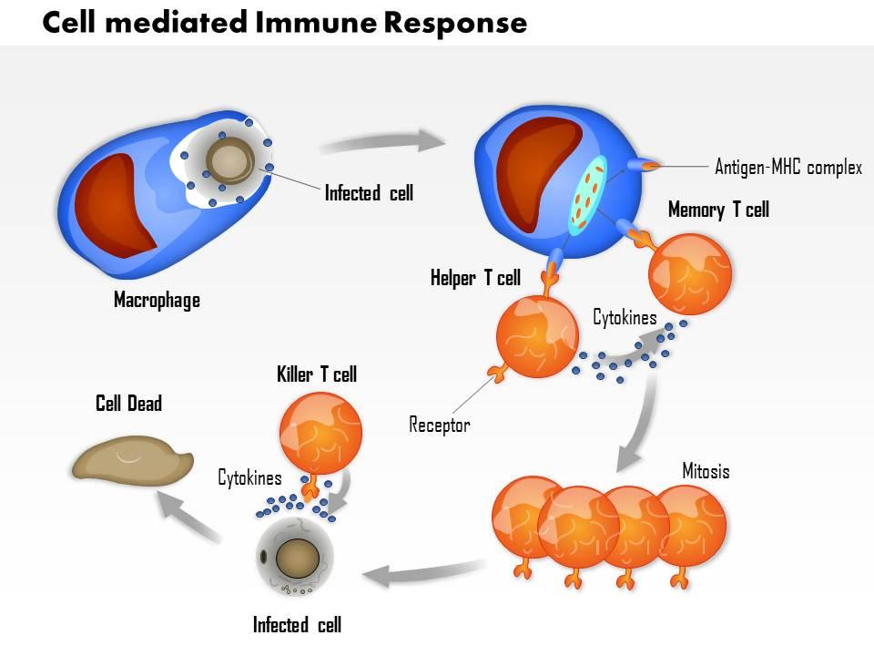 <p>An immune response that does not involve antibodies, but rather relies on the direct action of immune cells. primarily T lymphocytes (T cells) to destroy infected, cancerous, or foreign cells</p>