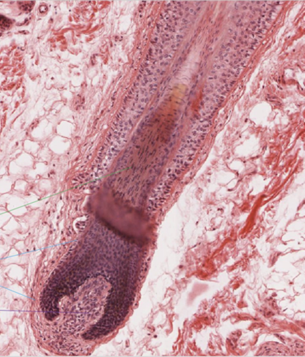 <p>Identify the structure (green line)</p>