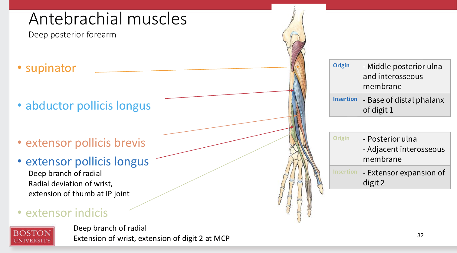 <p>Antebrachial muscles (<strong>Deep posterior forearm</strong>)</p>