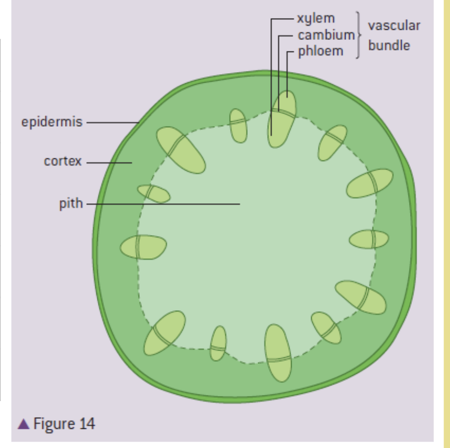 <ul><li><p>support, elevate leaves for seed dispersal and photosynthesis</p></li></ul><p>epidermis - protection and waterproof&nbsp;</p><p>cortex - support and photosynthesis&nbsp;</p><p>pith - packing tissue ( bulking out the stem)&nbsp;</p><p>xylem - transport of water from roots - leaves&nbsp;</p><p>cambium - production of xylem&amp;phloem tissue&nbsp;</p><p class="has-focus">phloem - transport of sugar from source to sink&nbsp; </p>