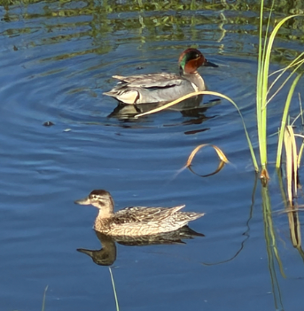 <p>Green-winged teal</p>