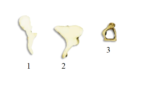 <ol><li><p>Where are these bones located?</p></li><li><p>Name bones 1-3. </p></li></ol><p></p>