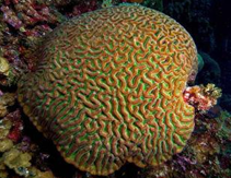 <p>What phylum and class is this?</p>