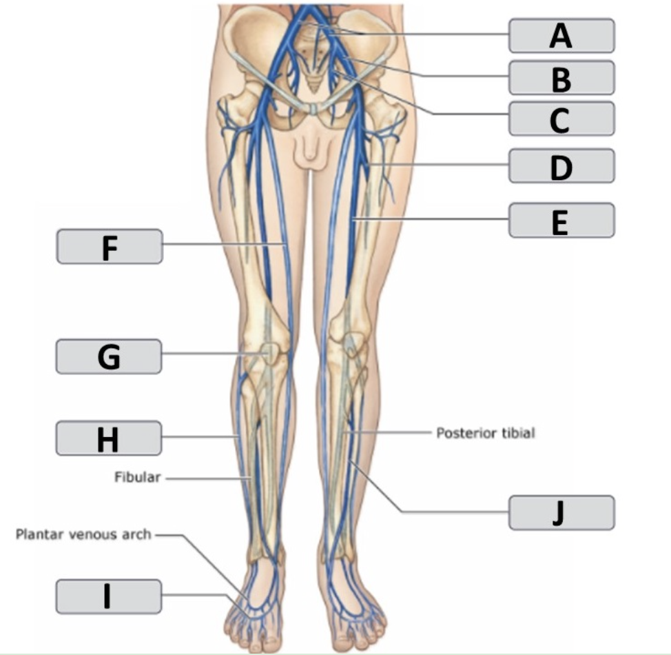 <p>dorsal venous arch</p>