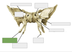 <p>Anterior view: This is</p>