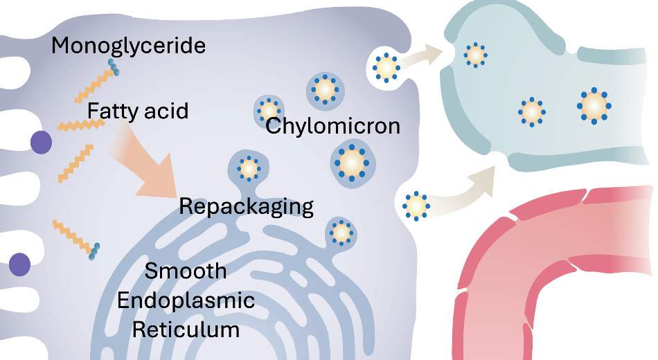 <p>absorbed fatty acids and monoglycerides are bound to carrier proteins in the cytosool and transported to the smooth endoplasmic reticulum. there, they are recombined into triglycerides once more. with the absorbed cholesterol, the triglycerides are packaged into protein coated package called a chlomicron. there carriers are so large that they have to be exocytosed across the basolateral membrane. the large size of them prevents the movement into capillaries. so they instead are first absorbed into small lymphatic vessels. chlyomicrons pass thru the lympathic system and finally enter the venous blood jus before it flows into the right side of the heart</p>